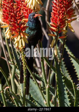 Grüner Holz-Wiedehopf, der Nektar aus der Aloe-Pflanze, Südafrika, ernährt Stockfoto