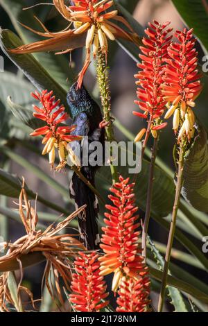 Grüner Holz-Wiedehopf, der Nektar aus der Aloe-Pflanze, Südafrika, ernährt Stockfoto