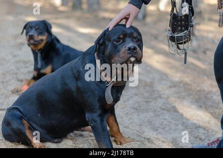 Zwei große schwarze Hunde stehen auf einem Pfad im Wald. Eine männliche Hand streichelt das Männchen auf dem Kopf. Ohne Leinen. Haustiere. Selektiver Fokus. Stockfoto