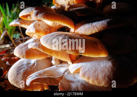 Große braune Pilze in einem englischen Garten im Spätherbst bis zum frühen Winter mit Schäden durch das Essen von Nacktschnecken in der Nacht fotografiert Stockfoto