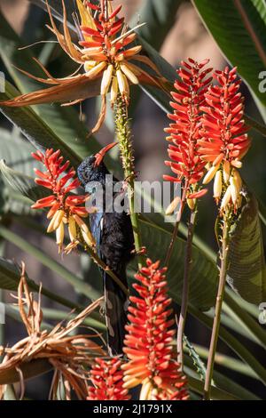 Grüner Holz-Wiedehopf, der Nektar aus der Aloe-Pflanze, Südafrika, ernährt Stockfoto