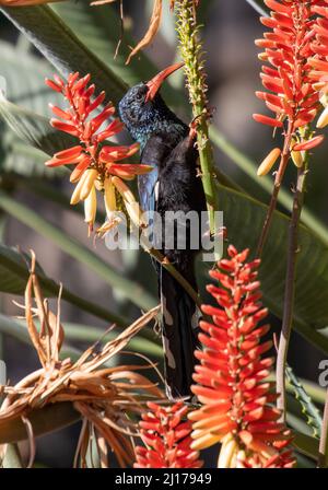 Grüner Holz-Wiedehopf, der Nektar aus der Aloe-Pflanze, Südafrika, ernährt Stockfoto