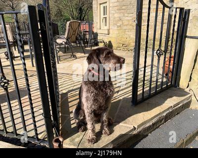 Brauner Labradoodle-Hund, der am schwarzen Metallgeländer sitzt und spazieren gehen will, elegant attraktiver Hundekragen verspielte, männlich aussehende Schokolade Stockfoto