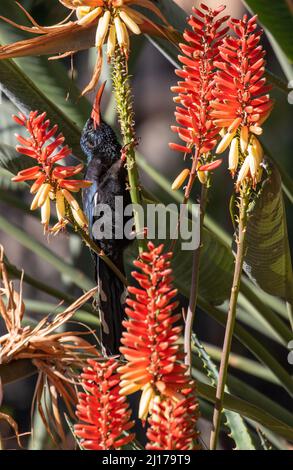 Grüner Holz-Wiedehopf, der Nektar aus der Aloe-Pflanze, Südafrika, ernährt Stockfoto