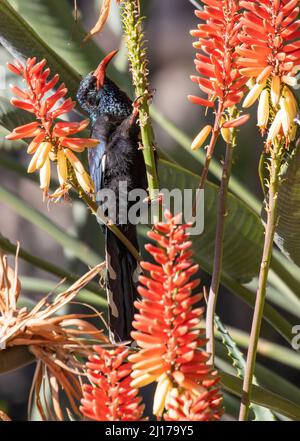 Grüner Holz-Wiedehopf, der Nektar aus der Aloe-Pflanze, Südafrika, ernährt Stockfoto