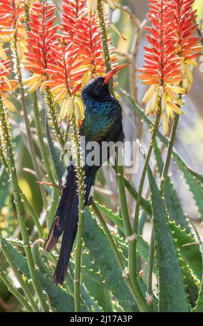 Grüner Holz-Wiedehopf, der Nektar aus der Aloe-Pflanze, Südafrika, ernährt Stockfoto