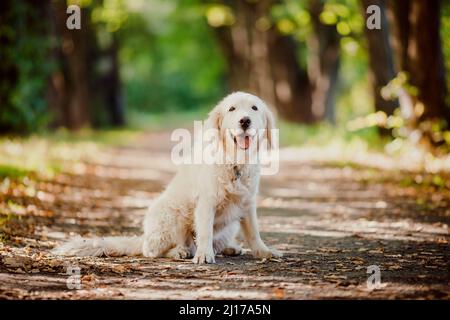 Happy Labrador Golden Retriever Spaziergang im Sommerpark mit Sonnenlicht. Stockfoto