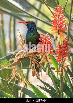 Grüner Holz-Wiedehopf, der Nektar aus der Aloe-Pflanze, Südafrika, ernährt Stockfoto