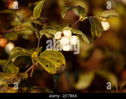 Schneerbeer-Strauch Stockfoto