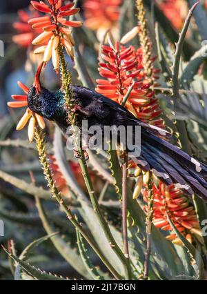 Grüner Holz-Wiedehopf, der Nektar aus der Aloe-Pflanze, Südafrika, ernährt Stockfoto