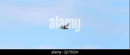 Nahaufnahme eines fliegenden Vogels Stockfoto