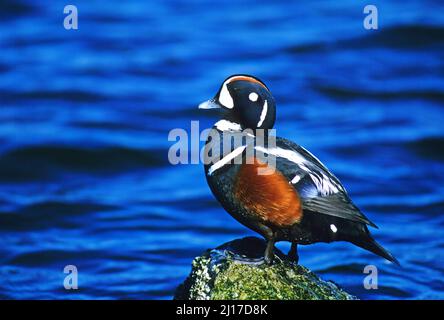 Männliche Harlekin-Ente (Histrionicus histrionicus), die auf einem Felsvorsprung ruht Stockfoto