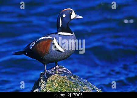 Männliche Harlekin-Ente (Histrionicus histrionicus), die auf einem Felsvorsprung ruht Stockfoto