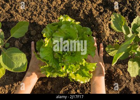 Frauenhände ernten Salat im Bio-Garten Stockfoto