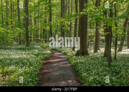 Ramson (Allium ursinum) blüht auf einem Waldpfad im Hainich National Park Stockfoto