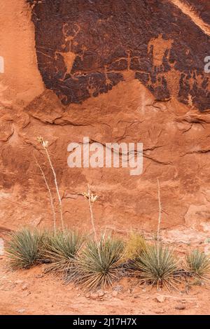 Das Moab man Panel ist ein großes Fremont Culture Rock Art Panel der Ureinwohner Amerikas im Mill Creek Canyon in der Nähe von Moab, Utah. Diese Petroglyphen sind 800 bis 100 Stockfoto