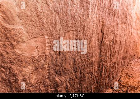 Felszeichnungen, die in einer Sandsteinwand in einer Puebloan-Ruine der Vorfahren in Mule Canyon auf Cedar Mesa in der Shash Jaa Unit of the Bears Ears N gemeißelt wurden Stockfoto