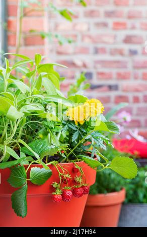 Kräuter, Ringelblumen und Erdbeeren werden im Balkongarten angebaut Stockfoto