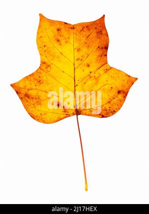 Studioaufnahme eines einzelnen Herbstblattes aus Tulpenbaum (Liriodendron tulipifera) Stockfoto