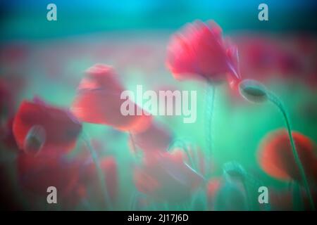 Nahaufnahme von Mohnblumen, die auf der Wiese blühen Stockfoto