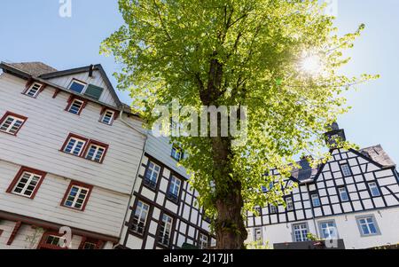 Deutschland, Nordrhein-Westfalen, Monschau, Sonne, die über einem einzelnen Baum vor historischen Fachwerkhäusern steht Stockfoto