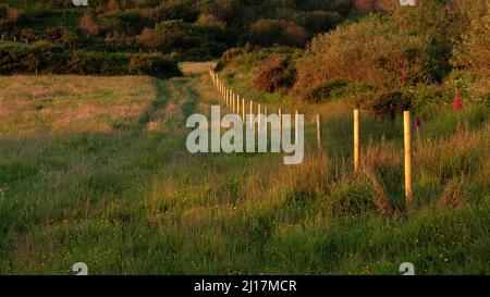 Hangwiese mit mehrjährigen Wildblumen und violettem Moorgras, das am späten Abend Sonnenlicht auf Ackerland an einem Penbryn-Küstenland in Wes glüht Stockfoto