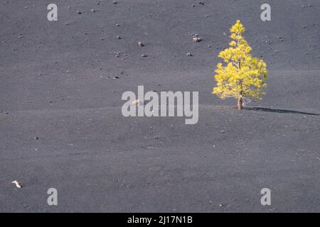 Einzelne Kanarienkiefer (Pinus canariensis) wächst in grauem Gelände Stockfoto