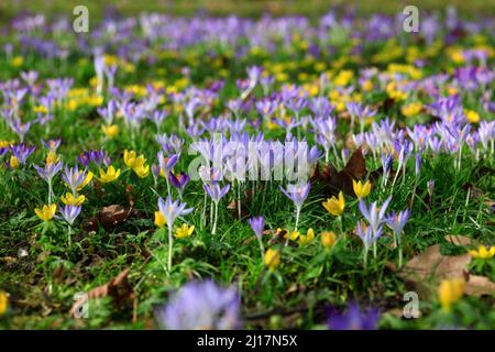 Lila Krokus blüht auf der Wiese Stockfoto