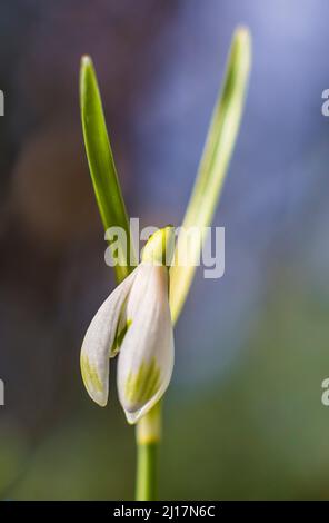 Einzelne weiße blühende Schneeglöpfenblume Stockfoto