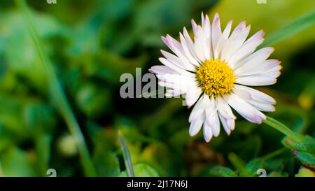 Weiß blühende Gänseblümchen (Bellis perennis) Stockfoto