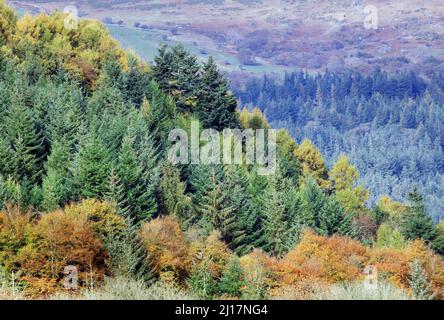 Herbstlicher Laubwald mit vielen Buchenbäumen in den wunderschönen Wäldern und Wäldern des Gwydyr-Waldes, der wunderschöne Herbstfarben und Tönungen zeigt Stockfoto