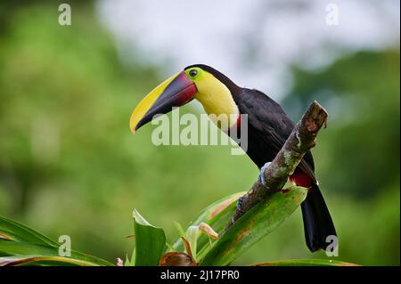 Kastanienstämmiger Tukan oder Swainson-Tukan (Ramphastos ambiguus swainsonii), Maquenque Eco Lodge, Costa Rica, Mittelamerika Stockfoto