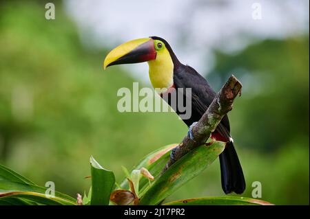 Kastanienstämmiger Tukan oder Swainson-Tukan (Ramphastos ambiguus swainsonii), Maquenque Eco Lodge, Costa Rica, Mittelamerika Stockfoto