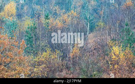 Herbstmischwald mit vielen Laub- und Nadelbäumen in den schönen Wald- und Waldgebieten von Cannock Chase an Area of Outstanding Na Stockfoto