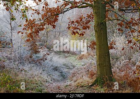 Im Spätherbst-Frühwinter auf Cannock Chase AONB (Gebiet von außergewöhnlicher natürlicher Schönheit) in Staffordshire England, Großbritannien, klammert sich starker Frost an Bäumen Stockfoto