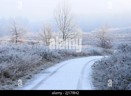 Frostbedeckte Landstrecke auf einer hellen und nebligen Morgensonne, die durchbricht und die eine Mittwinterlandschaft im Cannock Forest auf Cannock C verstärkt Stockfoto