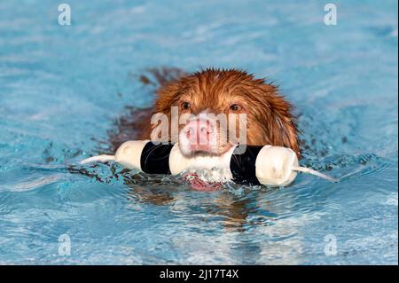 Nova Scotia toller Hund mit einem Stoßfänger Spielzeug im Wasser beim Schwimmen Stockfoto