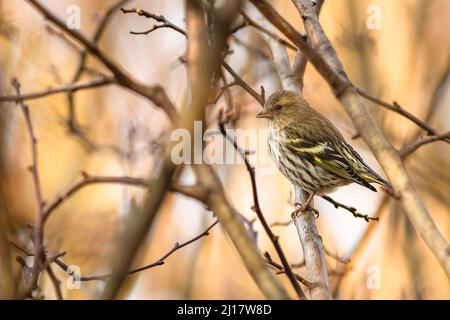 Der eurasische Siskin, ein Weibchen, ein kleiner Singvögel, der an einem sonnigen Tag in einem Park verbarcht. Braun und orange Hintergrund mit Zweigen. Stockfoto