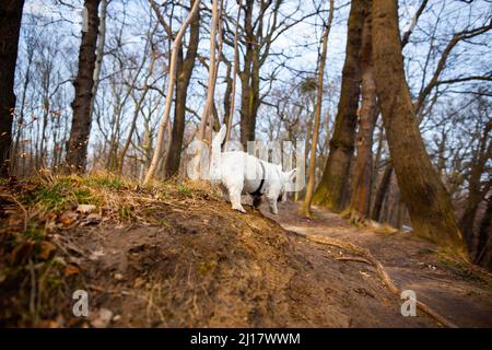 Weißer Hund springt im Herbstwald zurück Ansicht | Hund läuft an sonnigen Tagen im Freien an der Leine West-Hochland weißer Terrier im Hundegeschirr im Freien Stockfoto