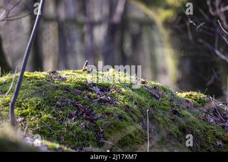 Sonnenstrahlen durchbrechen einen feuchten, moosbedeckten Wald in Rijkevorsel, Antwerpen, Belgien. Hochwertige Fotos Stockfoto