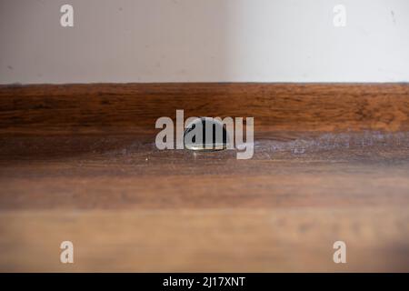 Türstopper mit Staub und Schmutz bedeckt Nahaufnahme der vernachlässigten Türstoßstange auf braunem Holzboden Gold halbkuppelförmiger Türstopper mit Staubschicht bedeckt Stockfoto