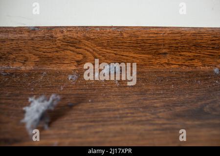 Nahaufnahme von Hausstaub Klumpen auf braunem Boden vernachlässigter Schmutz Holzboden bedeckt mit Schicht von Staub und Schmutz Stockfoto