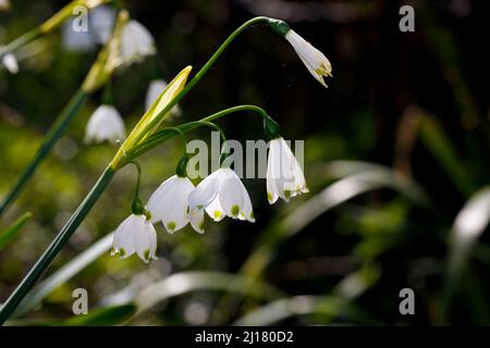 Lily of the Valley (Convallaria majalis) Blumen im Frühling, Sussex, Großbritannien Stockfoto