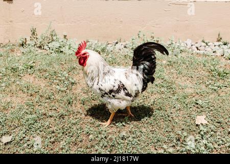 Huhn, das auf dem Gras herumläuft Stockfoto