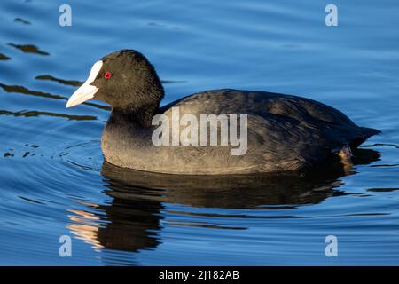 Eine wilde Ente in einem Stadtteich. Eurasischer Moos oder Lyska, lateinisch Fulica atra, ist ein kleines Wasservögel mit einem weißen Schnabel im Wasser des Stausees der Stadt an einem sonnigen Tag. Hochwertige Fotos Stockfoto