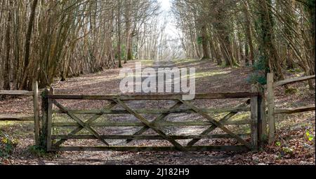 Ein gut abgenutztes Holztor mit fünf Bars, das von einer Landschaft umgeben ist, die direkt auf dem Platz zu sehen ist, mit einem Pfad durch den Wald dahinter Stockfoto