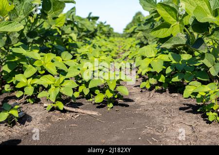 Stachelige Sida, Teelauge, wächst im Sojabohnenfeld. Unkrautbekämpfung, Herbizidanwendung und Agrarkonzept. Stockfoto