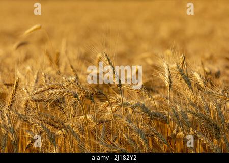 Weizenfeld bereit für die Ernte bei Sonnenuntergang. Getreideanbau, Rohstoffmarkt und Handelskonzept. Stockfoto