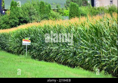 Burlington, Illinois, USA. Eine reiche, reife Maisernte im Spätsommer im Nordosten von Illinois. Stockfoto