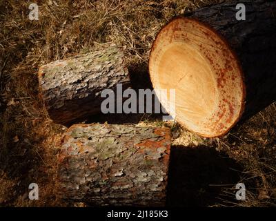 Bucking ist der Prozess des Schneidens eines gefällten und abgegrenzten Baumes in Baumstämme. Ein Foto von gehackten Baumstämmen aus einer gefallenen Kiefer, frisches Harz fließt aus dem Schnitt. Stockfoto